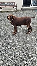 Donne griffon mâle 9 ans - Vendée - Photo 3