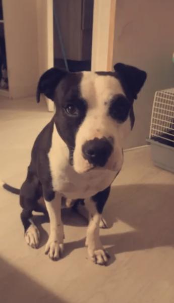 Donne dogue croisé mâle 3 ans - Eure et Loir