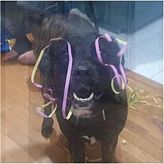 Donne Fila de Sao Miguel mâle 3 ans - Seine et Marne