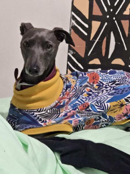 Donne petit lévrier Italien femelle 1 an - Seine et Marne