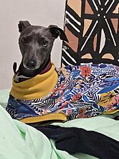 Donne petit lévrier Italien femelle 1 an - Seine et Marne