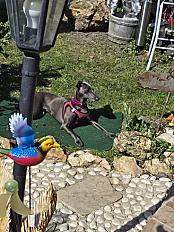 Donne petit lévrier Italien femelle 1 an - Seine et Marne - Photo 2