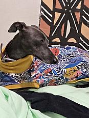 Donne petit lévrier Italien femelle 1 an - Seine et Marne - Photo 3