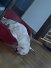 Donne Bull terrier femelle 5 ans - Vaucluse
