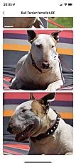 Donne Bull terrier femelle 5 ans - Vaucluse - Photo 2