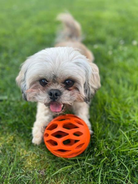 Donne Paco Lhassa Apso mâle 5 ans - Nord