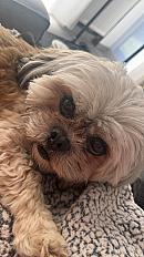 Donne Paco Lhassa Apso mâle 5 ans - Nord - Photo 2