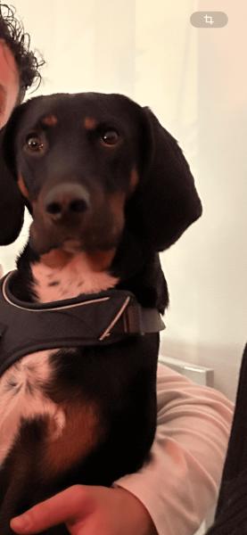 Donne chien slovaque 2 ans - Meuse