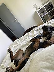 Donne chien slovaque 2 ans - Meuse - Photo 2