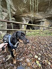 Donne chien slovaque 2 ans - Meuse - Photo 3