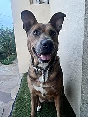 Donne berger allemand croisée très affectueuse femelle 7 ans - Val d'Oise