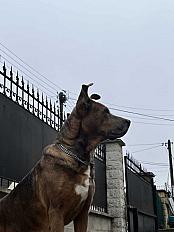 Donne berger allemand croisée très affectueuse femelle 7 ans - Val d'Oise - Photo 2