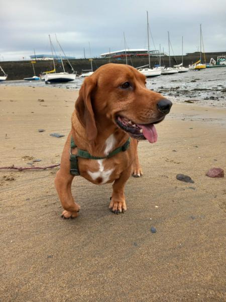 Donne chien basset 5 ans - Ille et Vilaine