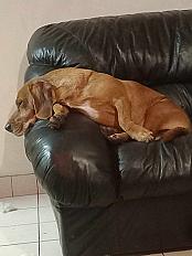 Donne chien basset 5 ans - Ille et Vilaine - Photo 2