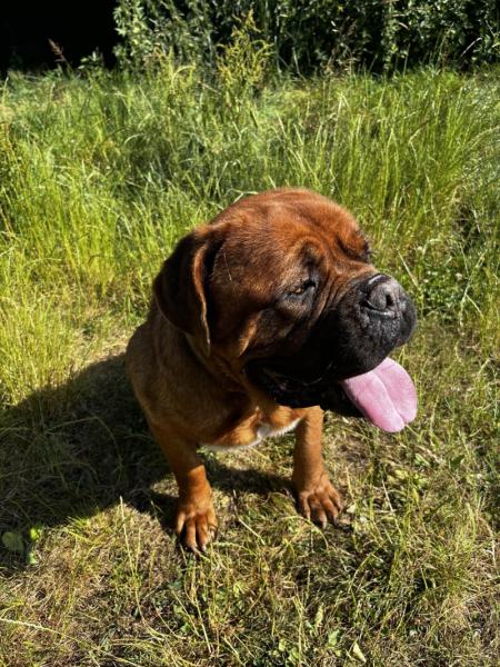 Donne Dogue de Bordeaux 7 ans - Ille et Vilaine
