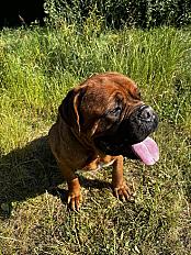 Donne Dogue de Bordeaux 7 ans - Ille et Vilaine