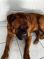 Donne Dogue de Bordeaux 7 ans - Ille et Vilaine - Photo 2