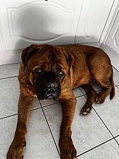 Donne Dogue de Bordeaux 7 ans - Ille et Vilaine - Photo 3