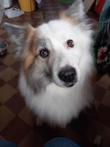 Donne Roméo berger d'Islande mâle 7 ans - Seine Maritime