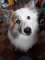 Donne Roméo berger d'Islande mâle 7 ans - Seine Maritime