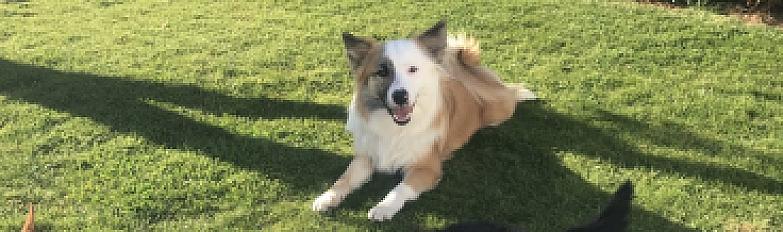 Donne Roméo berger d'Islande mâle 7 ans - Seine Maritime - Photo 2