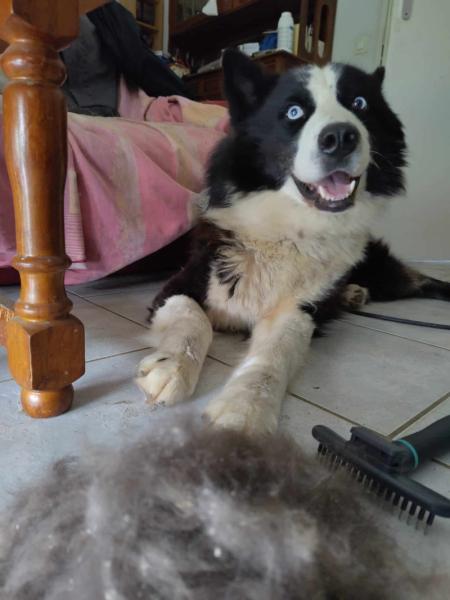 Donne chien Laïka 5 ans - Gironde