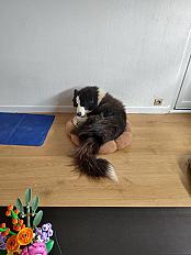 Donne chien Laïka 5 ans - Gironde - Photo 2