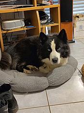 Donne chien Laïka 5 ans - Gironde - Photo 3