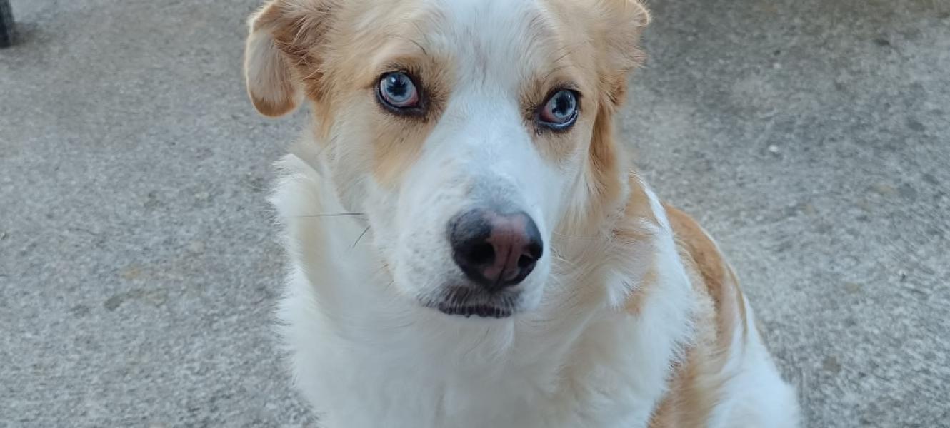 Donne Berger d'Auvergne 2 ans - Aveyron