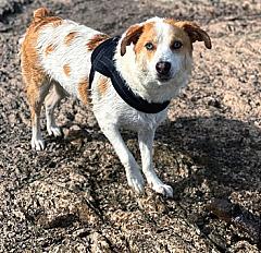 Donne Berger d'Auvergne 2 ans - Aveyron - Photo 2