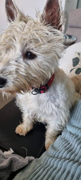 Donne petite westie adorable 14 mois - Loire