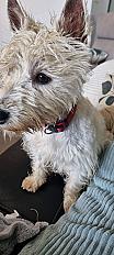Donne petite westie adorable 14 mois - Loire