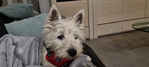 Donne petite westie adorable 14 mois - Loire - Photo 2