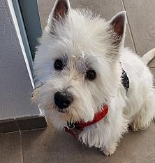 Donne petite westie adorable 14 mois - Loire - Photo 3