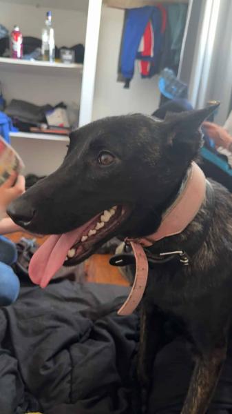 Donne chienne berger hollandais 2 ans - Somme