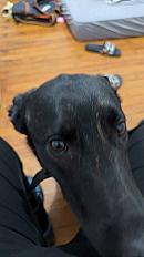 Donne chienne berger hollandais 2 ans - Somme - Photo 2