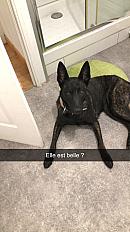 Donne chienne berger hollandais 2 ans - Somme - Photo 3