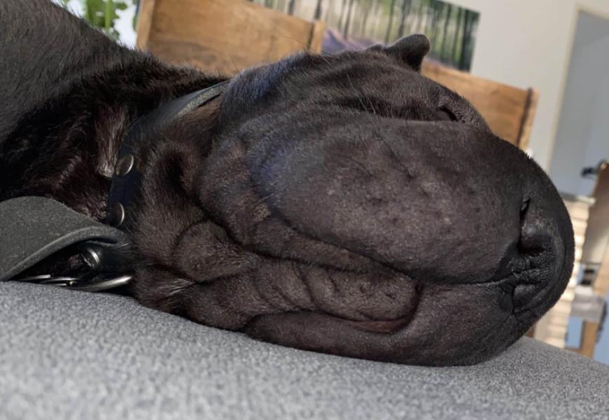 Donner Shar pei 5 ans - Haute Savoie