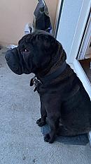 Donner Shar pei 5 ans - Haute Savoie - Photo 2