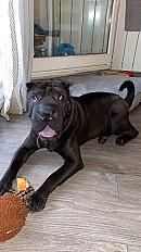 Donner Shar pei 5 ans - Haute Savoie - Photo 3