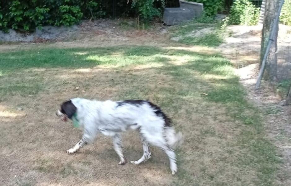 Donne munsterlander x springer mâle 1 an - Loiret