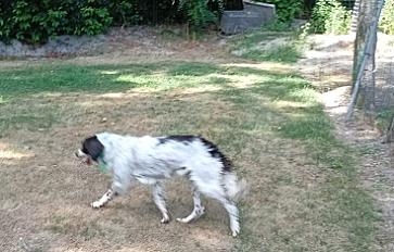 Donne munsterlander x springer mâle 1 an - Loiret