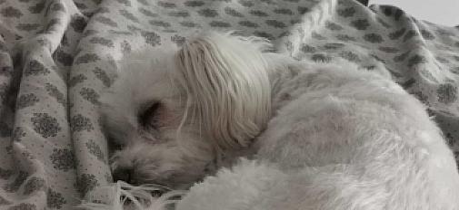 Donne chien coton de tulear 15 ans - Bouches du Rhône
