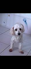 Donne chien coton de tulear 15 ans - Bouches du Rhône - Photo 2