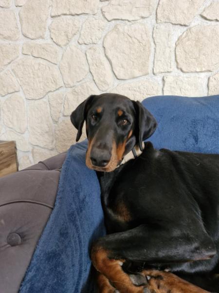 Donne doberman femelle 2 ans - Aisne