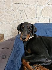 Donne doberman femelle 2 ans - Aisne