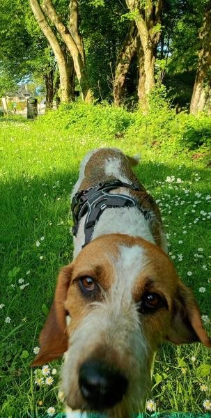 Donne Nougat chien courant suisse croisé mâle 4 ans - Finistère