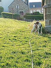 Donne Nougat chien courant suisse croisé mâle 4 ans - Finistère - Photo 2