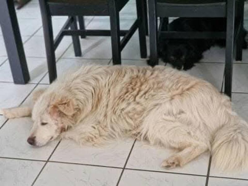 Donne Kio berger de Maremme et des Abruzzes mâle 4 ans - Aube