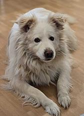 Donne Kio berger de Maremme et des Abruzzes mâle 4 ans - Aube - Photo 2